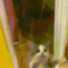 网红猫meme表情包第一弹（震惊猫） - 知乎