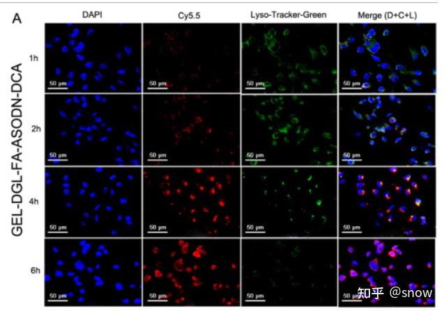 溶酶体逃逸实验