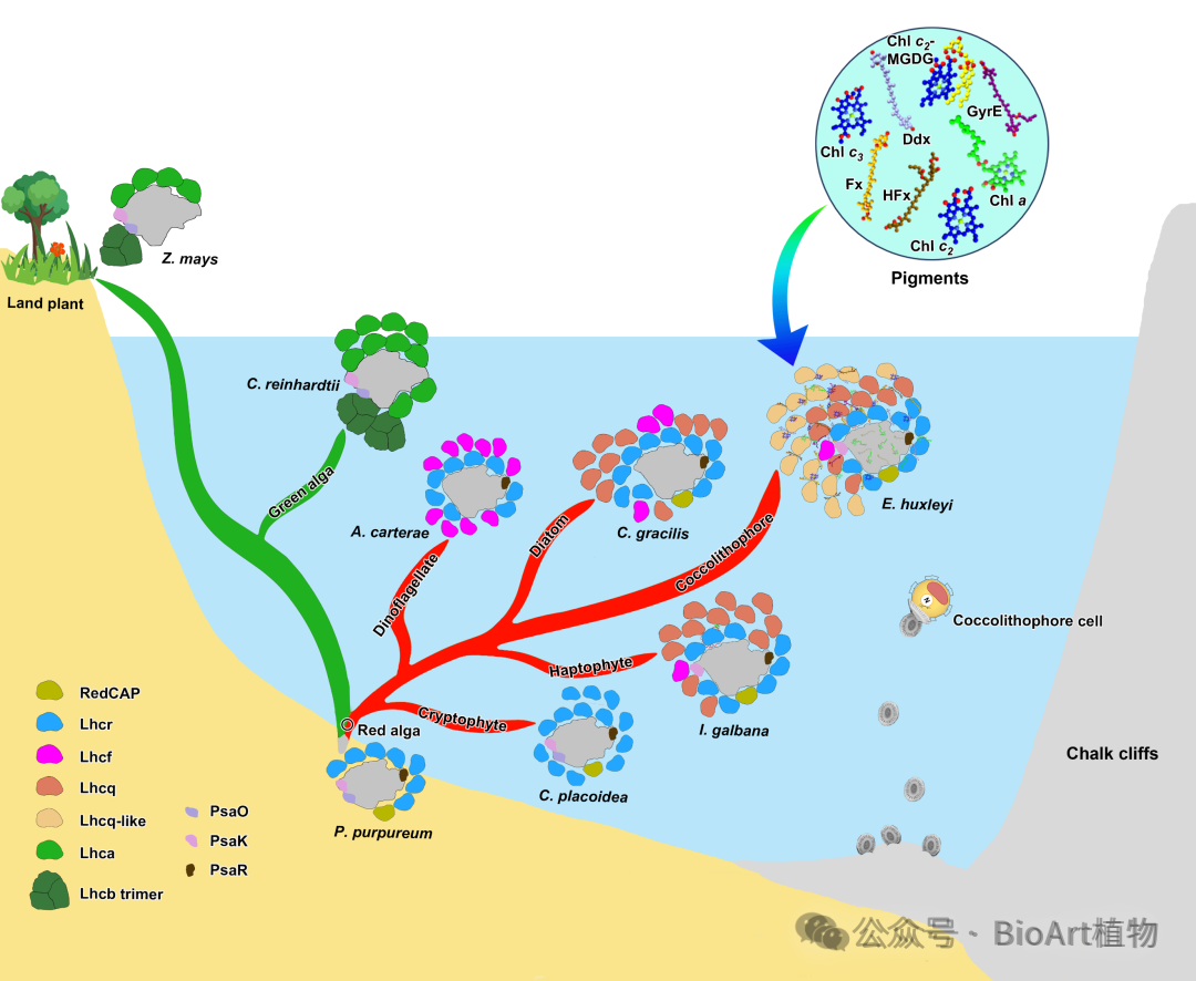 Science封面 | 中国科学院植物研究所破解颗石藻超大光系统I-捕光天线复合体高效利用光能的分子机制 - 知乎