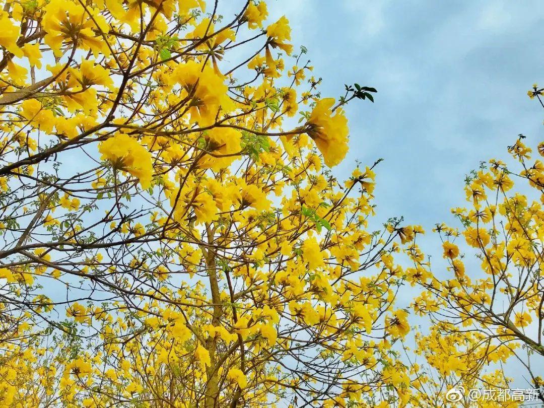 风吹落叶黄下一句 v2-3515a387a795de1a53b6877c5734025a_r.jpg