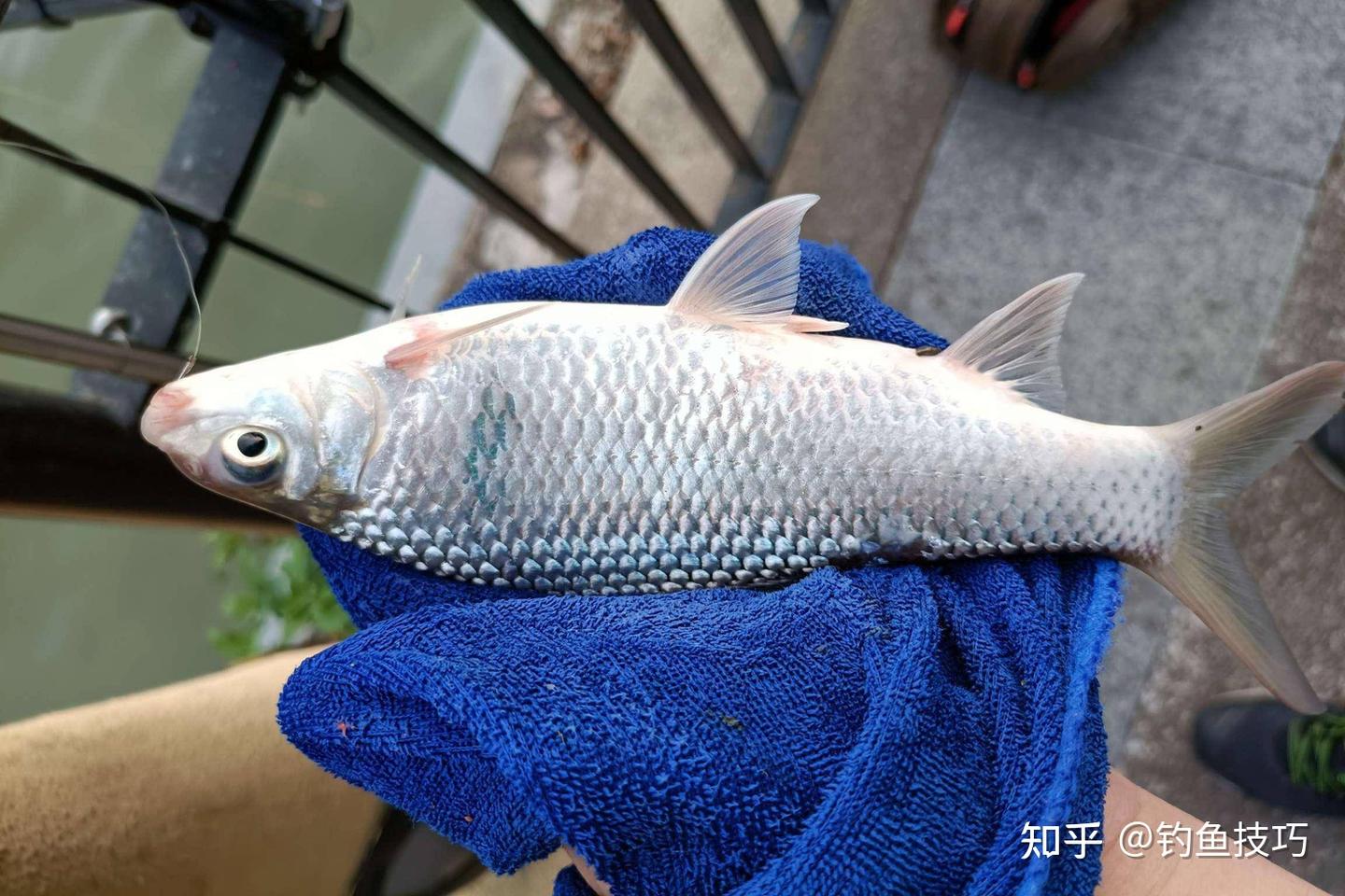 初春如何钓土鲮？初春钓土鲮的5个要领 - 知乎