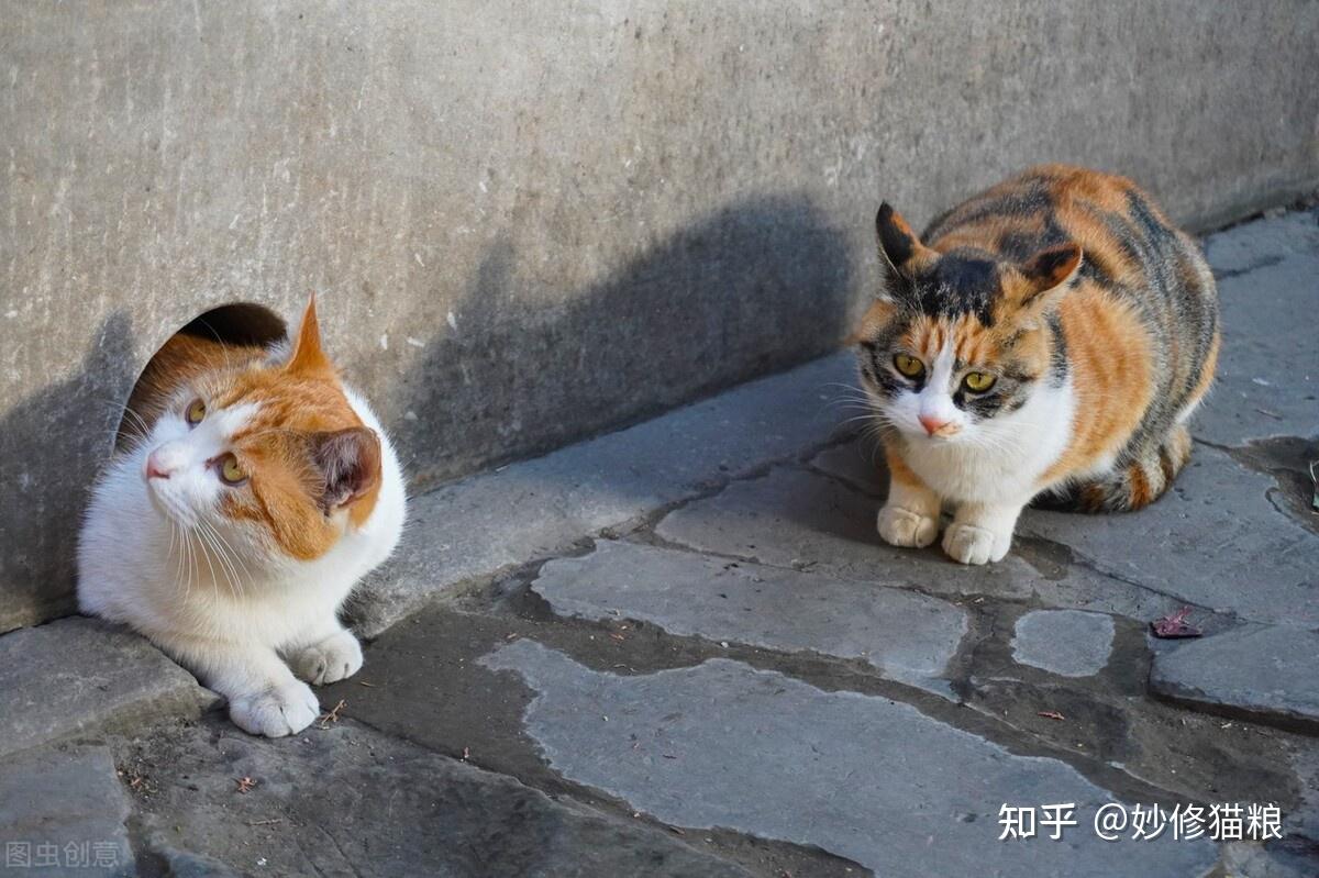 养“三花猫”的5大理由！看完你就明白为什么那么多人喜欢- 知乎