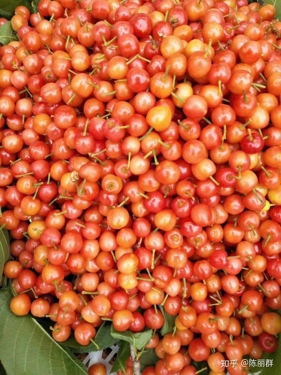毕节樱桃 - 知乎