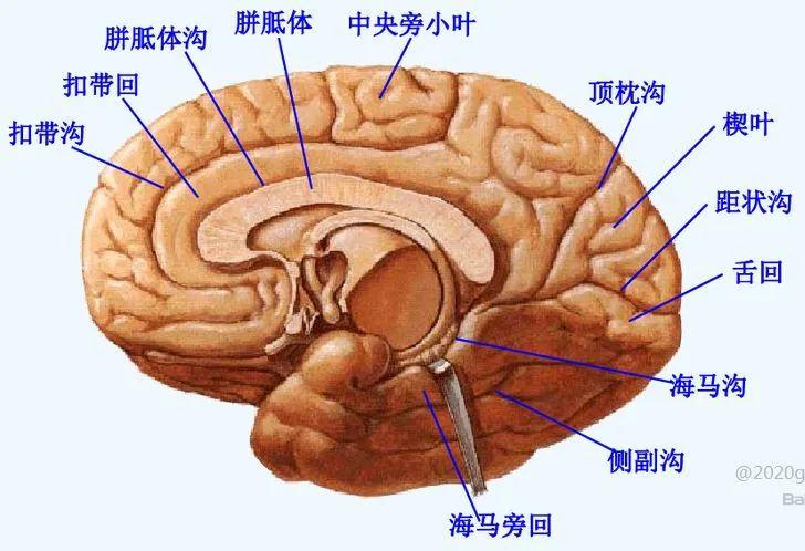 【推荐】颞叶 解剖、血供及影像 - 知乎