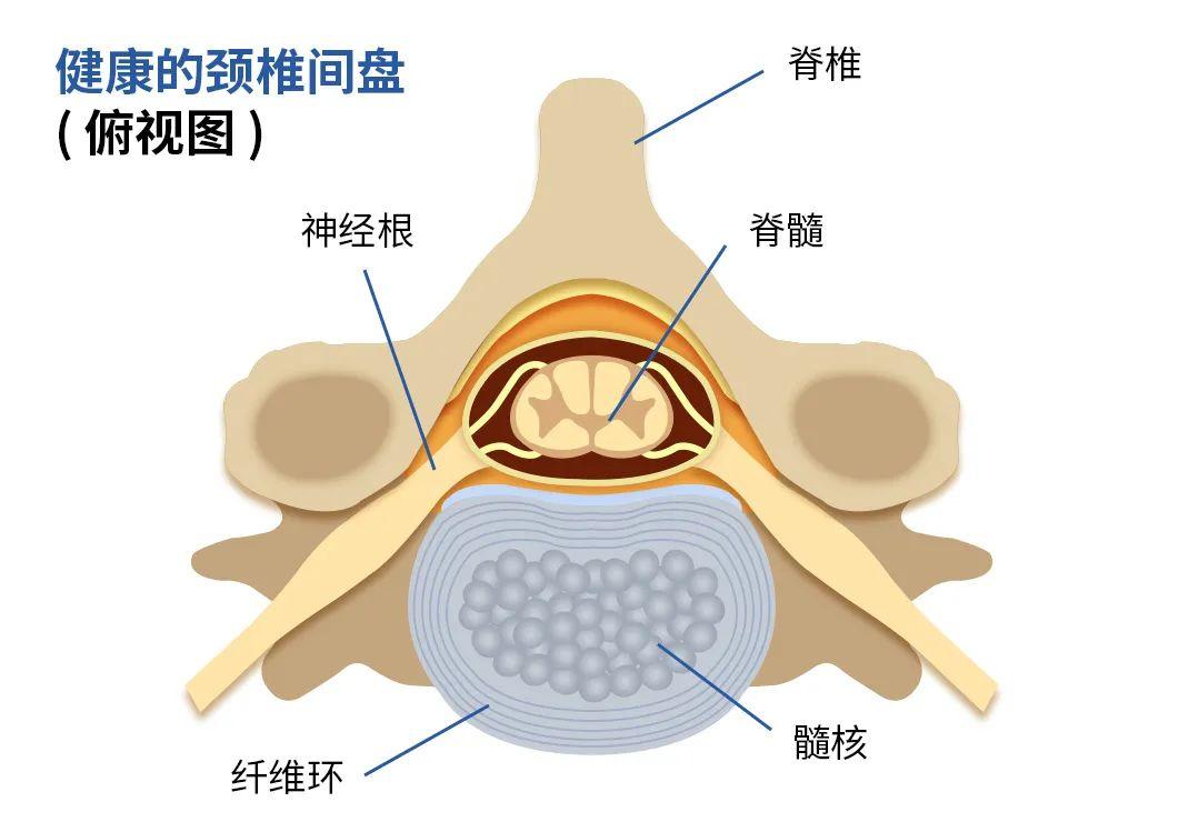 第一颈椎解剖图图片