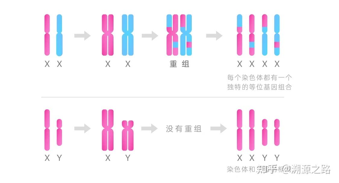 y染色体第一季图片