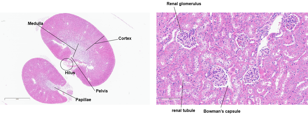 【病理专题】小鼠组织取材 - 知乎