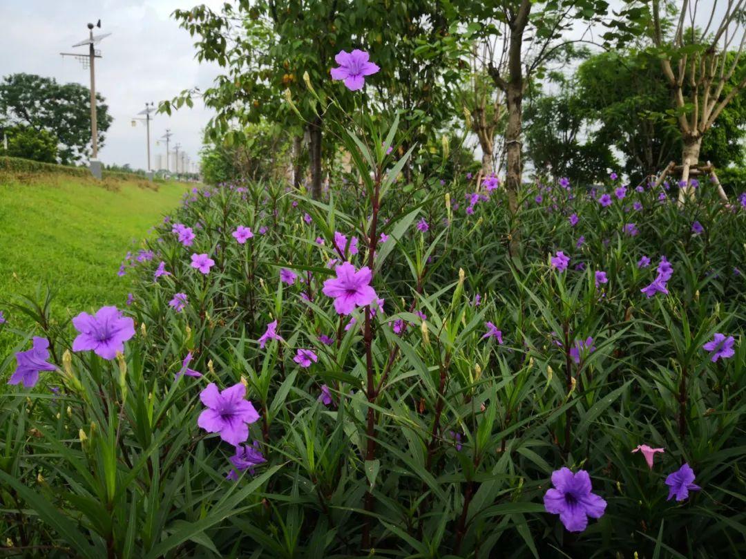 翠芦莉你看到的每一朵花和每天的日子一样都是新的no066