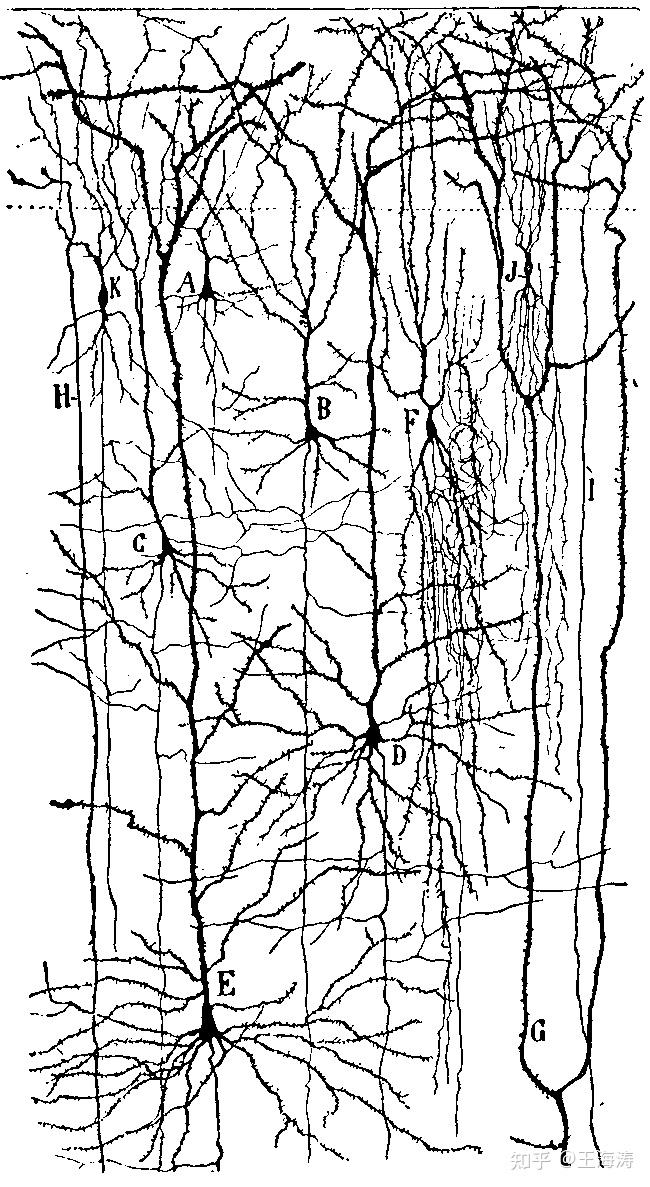 神经组织图片手绘图片