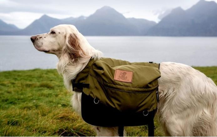 优雅充满活力的英国雪达蹲猎犬(english setter) - 知乎