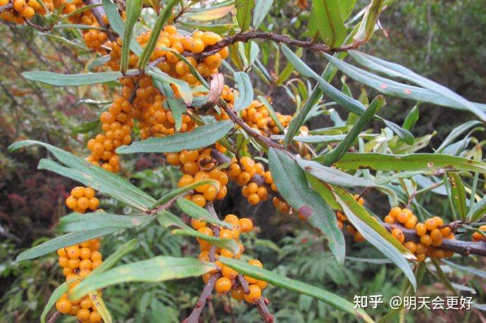 促进大果无刺沙棘--植物非试管高效快繁内蒙发展沙棘产业和沙 - 知乎