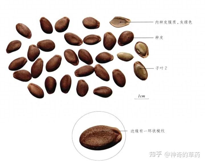 中药材:瓜蒌、瓜蒌皮、瓜蒌子 - 知乎