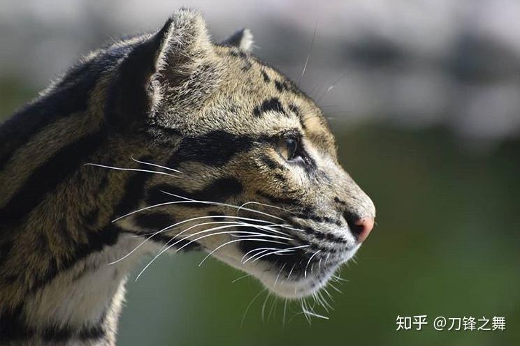 剑齿虎打得过狮子老虎吗?