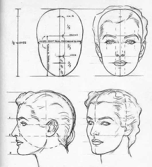 01 人体头部的结构比例和画法解析