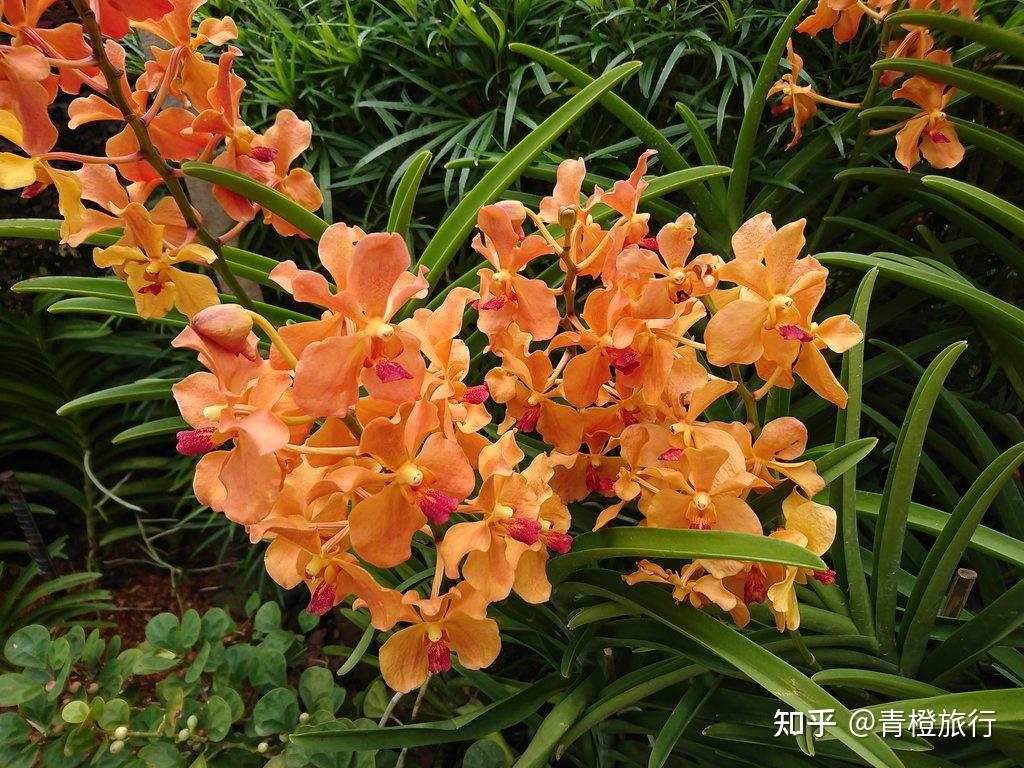 新加坡植物园——胡姬花的天堂 - 知乎