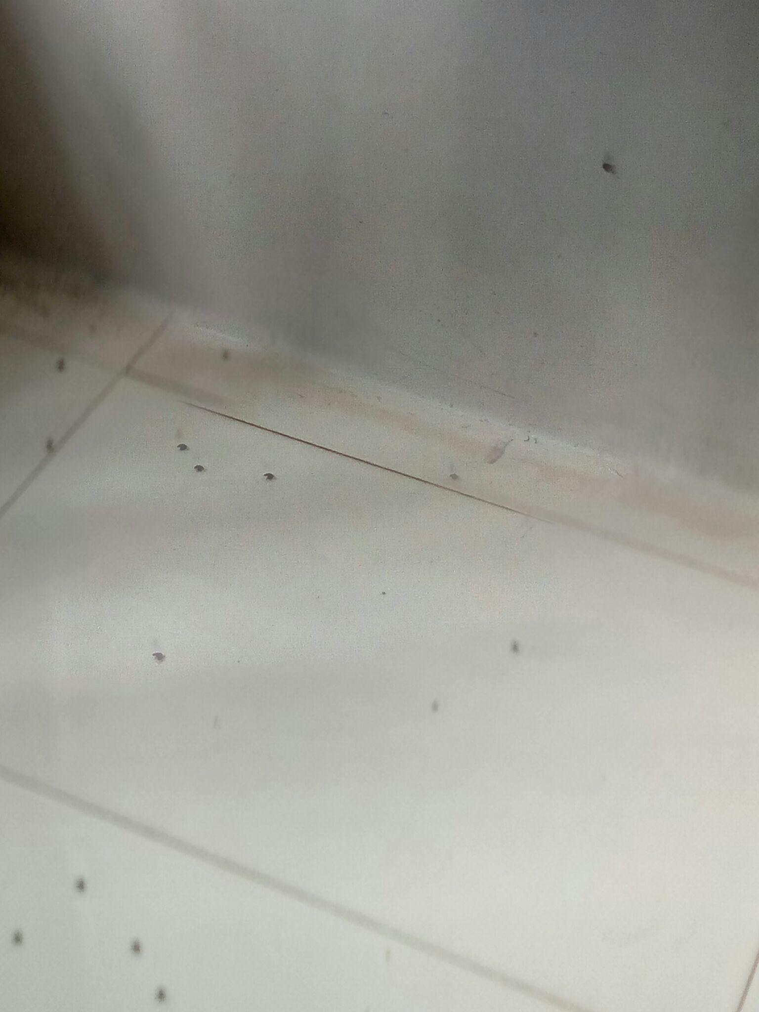 厕所里的黑色线状小虫！！！~~~是什么虫，有害吗？？_百度知道