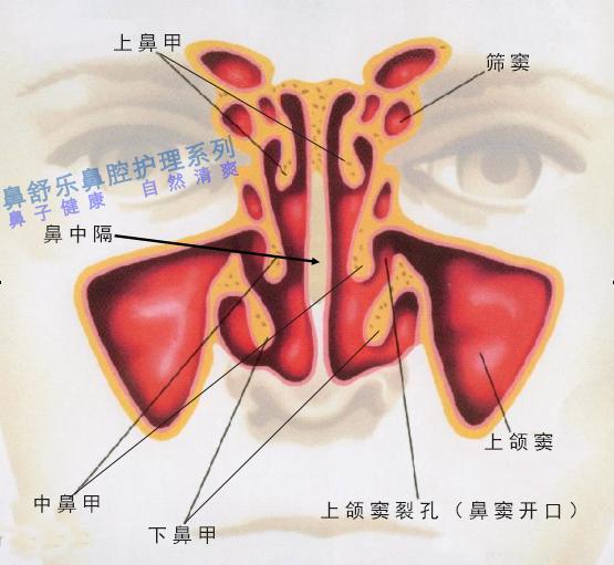 怎么治好鼻甲肥大？