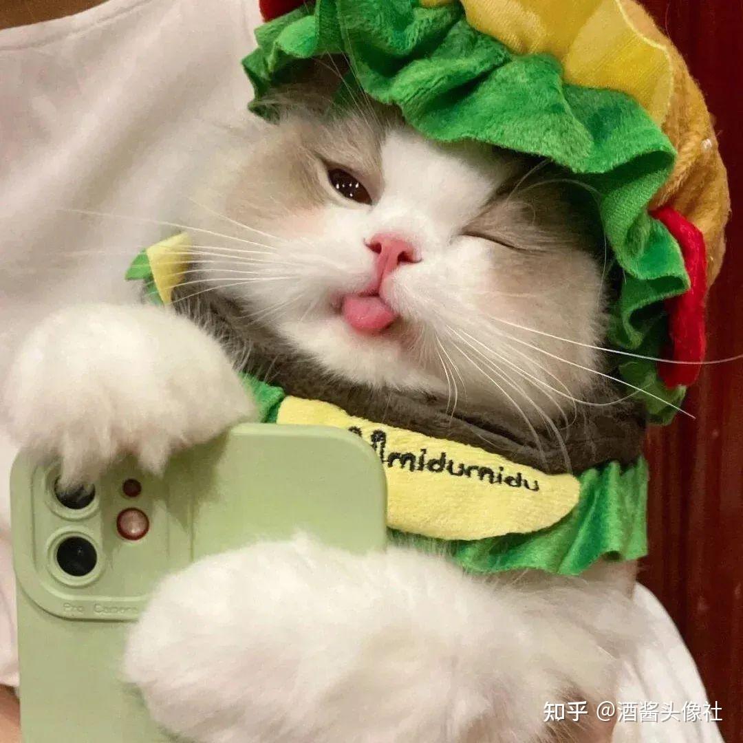 萌宠头像修勾猫咪