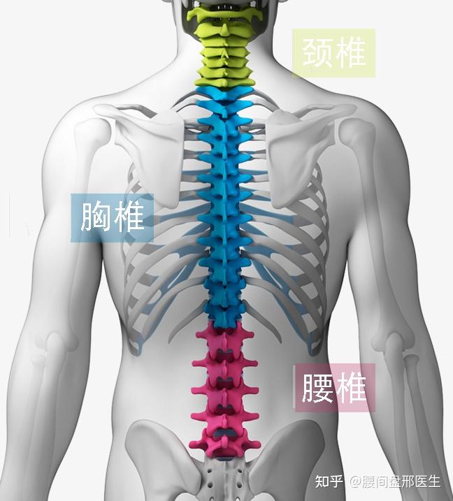 寰椎位置图图片