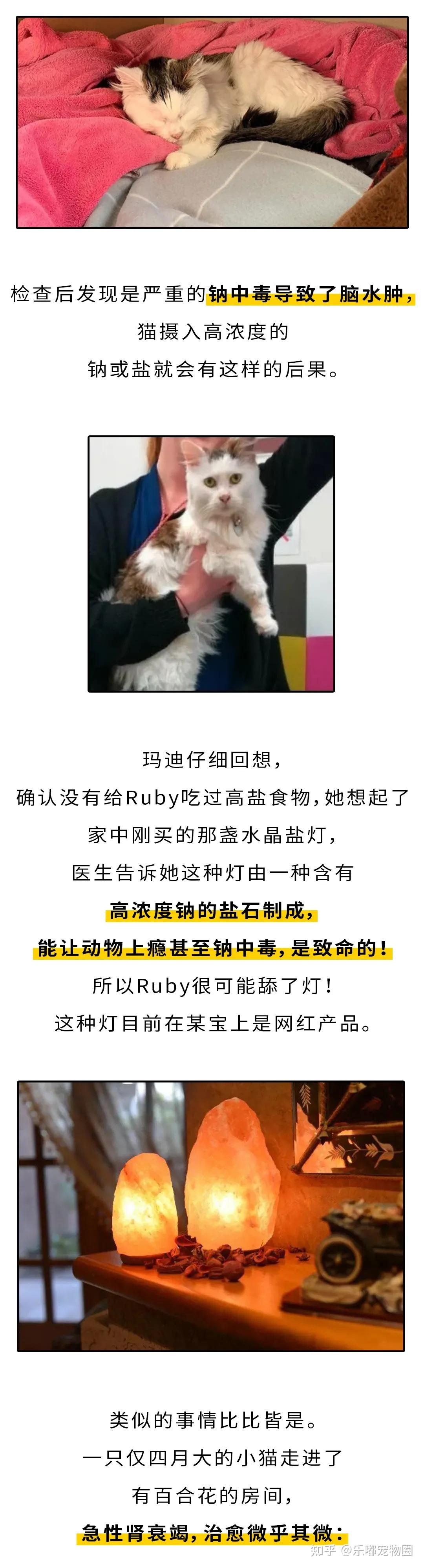 这种网红灯，差点害死我家猫！”|猫中毒急救手册- 知乎