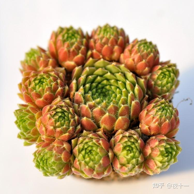 多肉补全计划--草莓卷娟