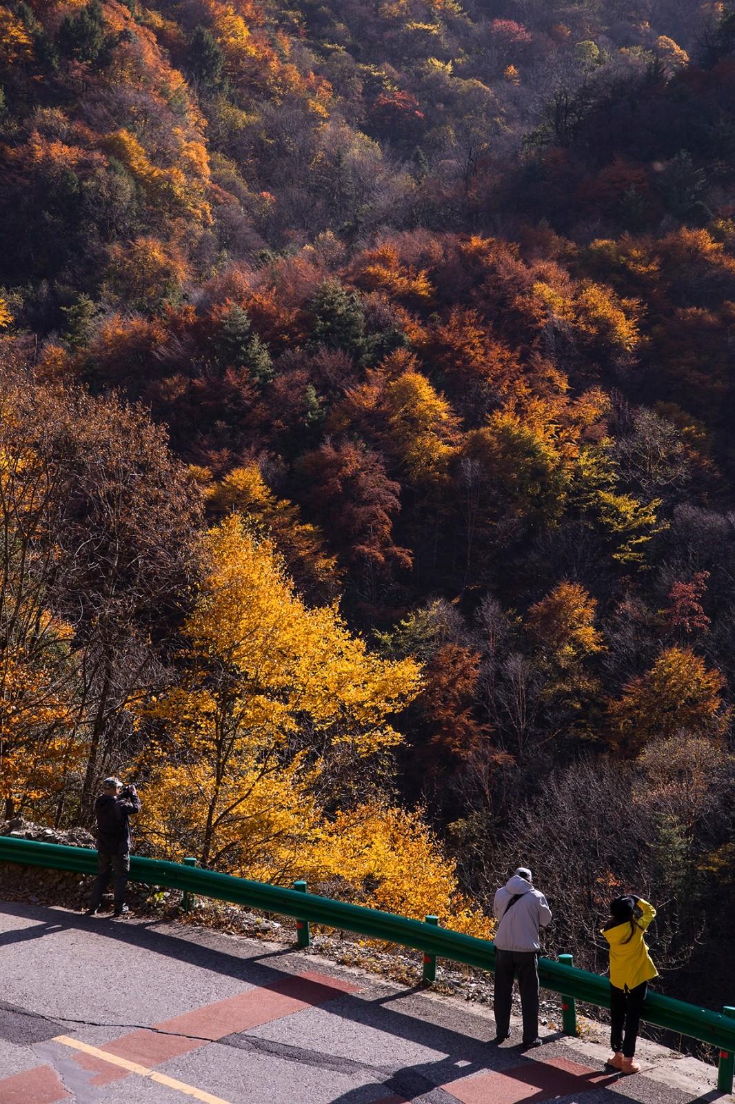 光雾山赏秋最全指南!带你领略“中国红叶第一山”的红叶盛宴