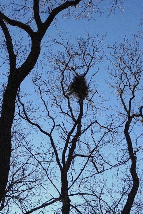 冬天的风景,树上的鸟巢 - 知乎