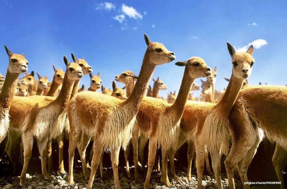 上下五千年,秘鲁居然是地球另一端的文明古国?