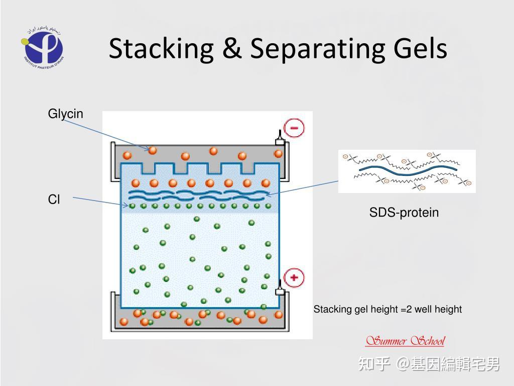 聚丙烯酰胺凝胶电泳分离蛋白质的原理步骤
