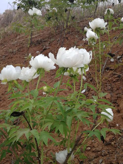 图片中的大白花是什么植物
