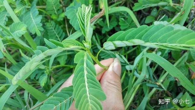 价值也是很丰富的,我去药店的时候就见过一种药物叫做"叶下珠胶囊"的