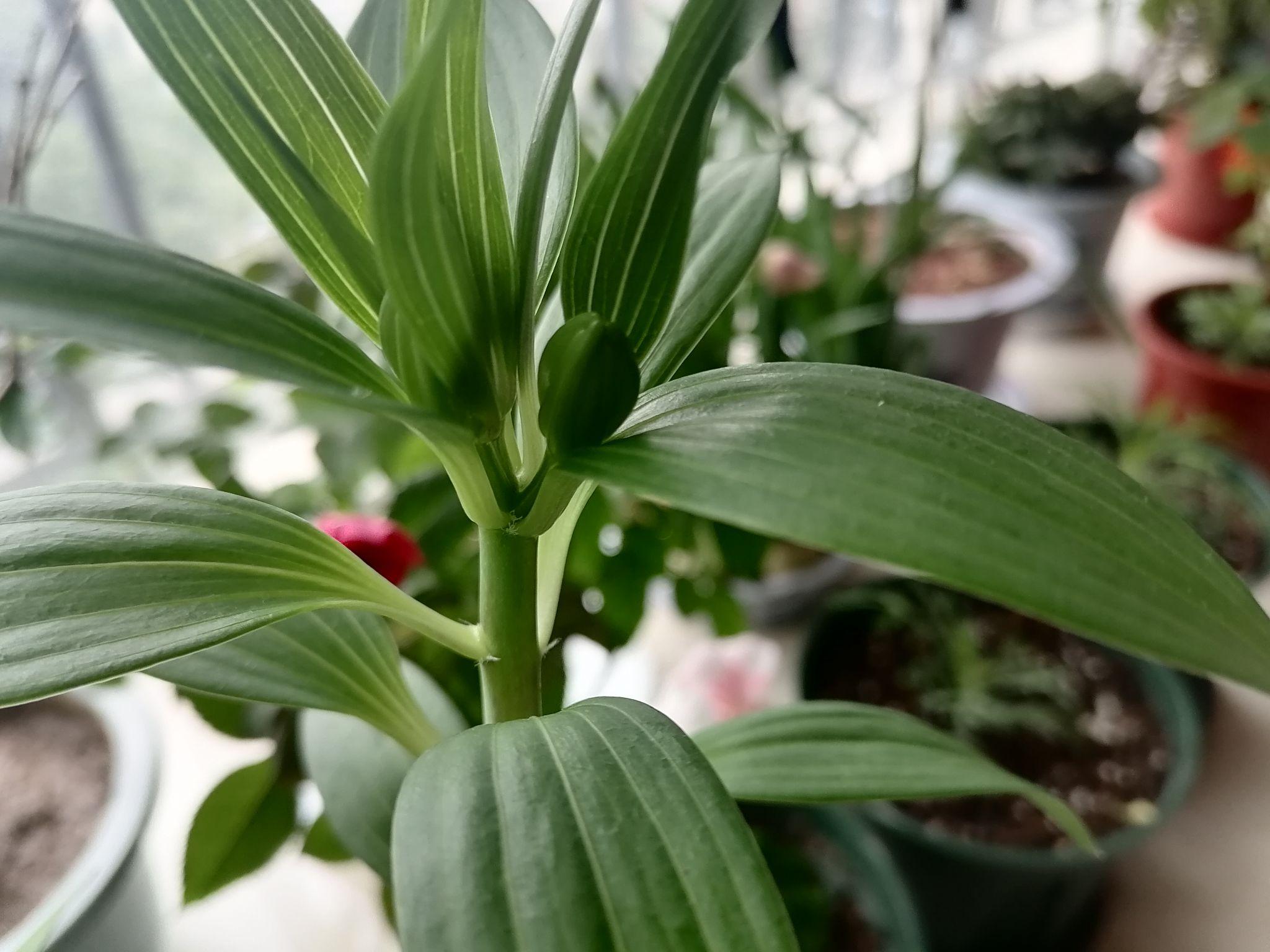 19距离上次更图过去快半个月了,现在的百合花苞有12个,花苞个头有变大