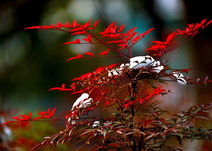 南天竹盆景的矮化和养护 知乎