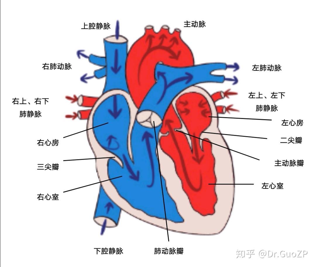 296 主动脉及其分支-人体解剖学-医学