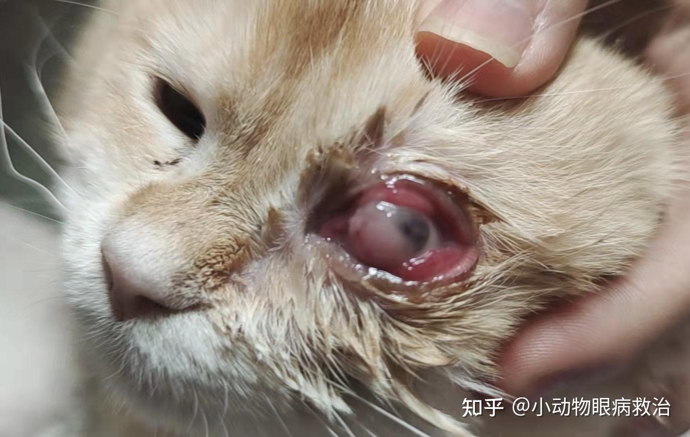 金渐层小猫角膜溃疡77角膜溶解77角膜穿孔