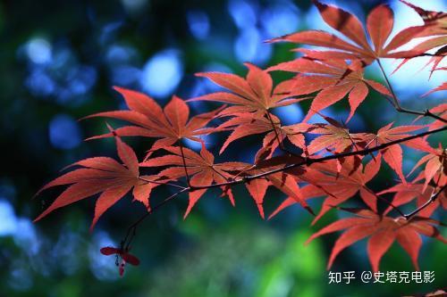 无季不成句”！日本电影中的“季节美学”探析- 知乎