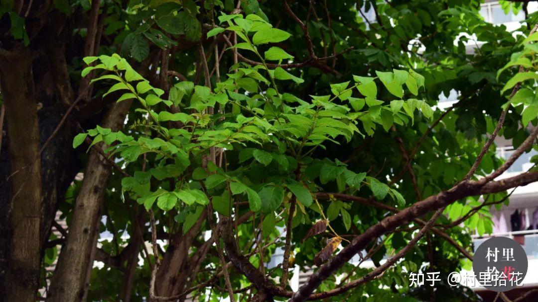 「火焰树」花开如其名,结种像杀鱼! - 知乎