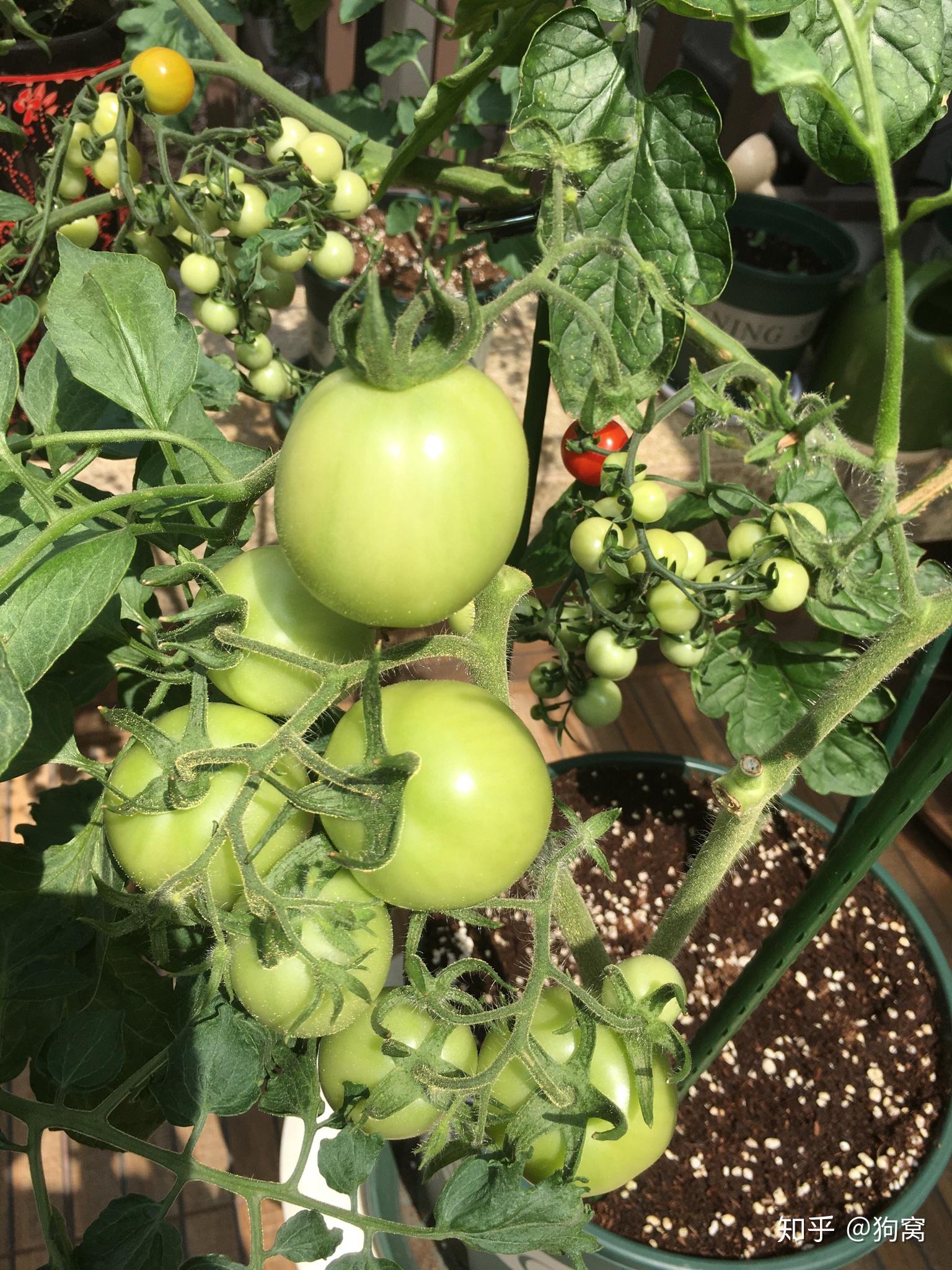 我的阳台盆种番茄秘籍分享给大家！ - 知乎