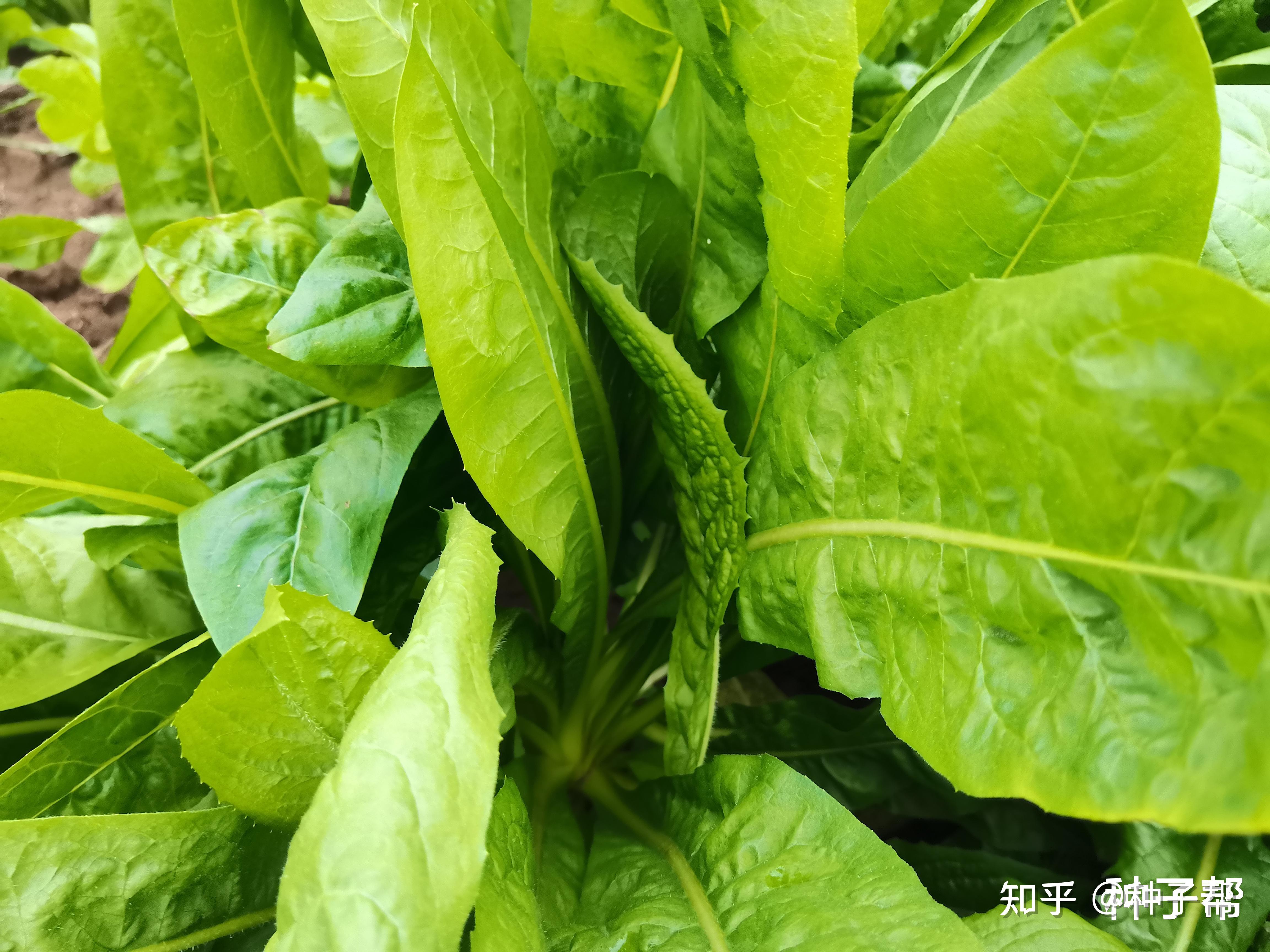 大叶将军菊苣产量有多少?什么时候种植?营养价值怎样?答案来了 - 知乎