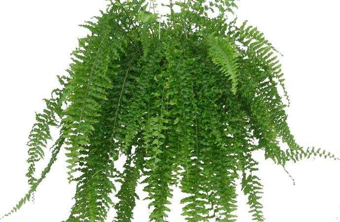 生长需要恒温环境,所以年平均气温20度左右的地下室最适合.1 ,金钱树