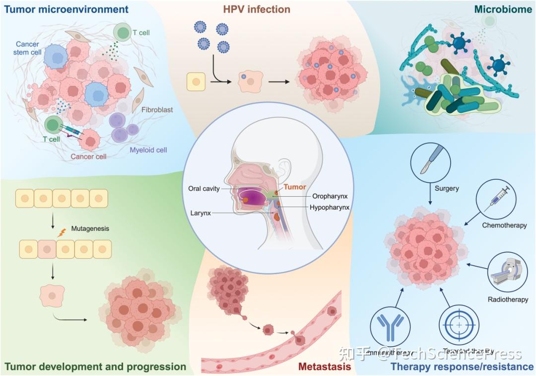 Oncology Research | 头颈癌研究合辑:从分子机制到潜在靶点的多维解析 - 知乎