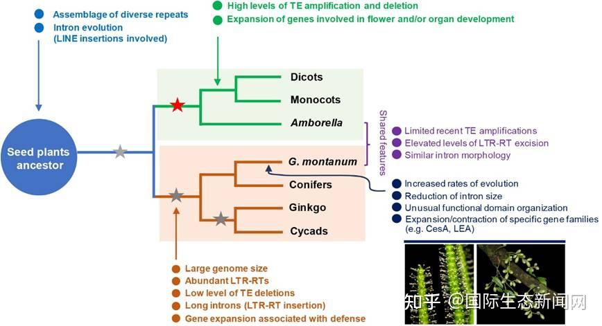 武汉植物园植物叶绿体全基因组解析 - 知乎