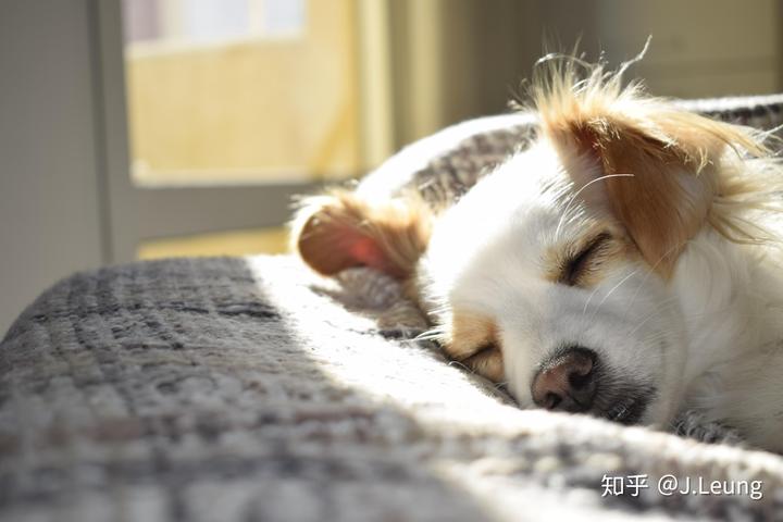 冬天要怎么帮助狗狗御寒? 3 v2 35d53c87cdb62d2cffd1badbe867aa62 720w