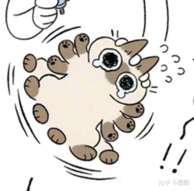 小豆泥表情包 知乎 