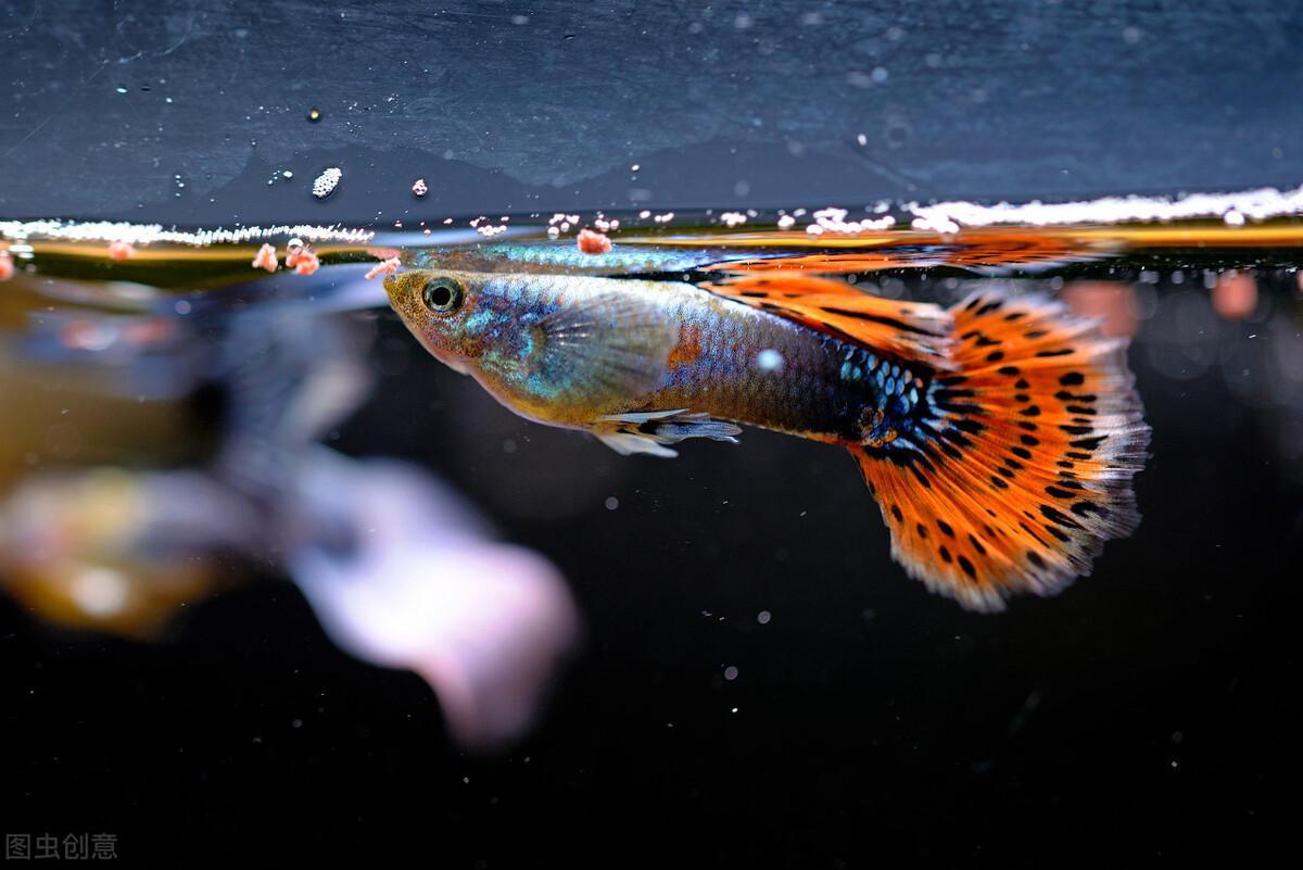 养孔雀鱼的难点在哪知道最关键的这2点轻松养好孔雀鱼