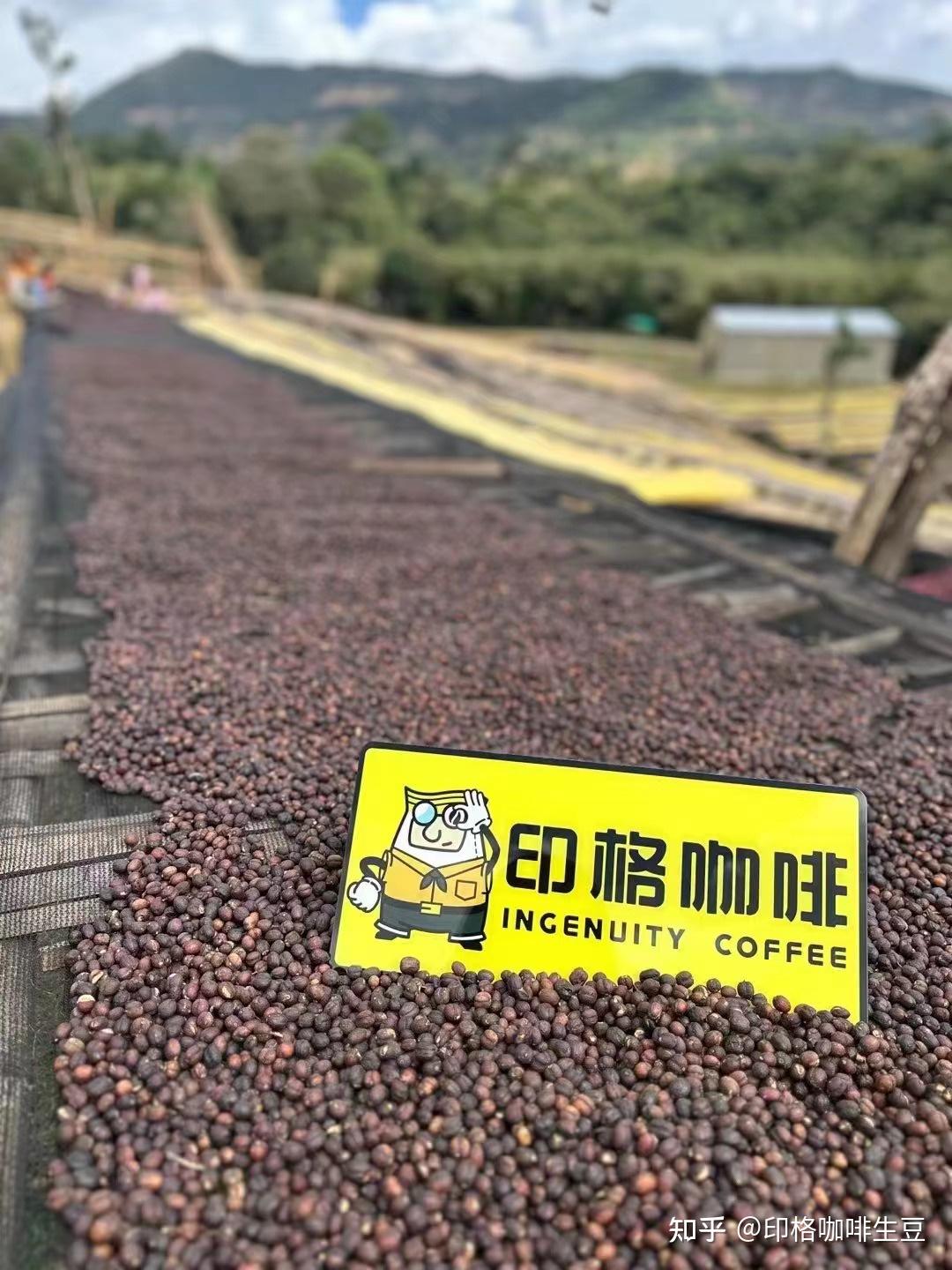 上新 | 埃塞俄比亚新产季西达摩CoE获奖产区精选豆，升级豆单的性价比之选！ - 知乎
