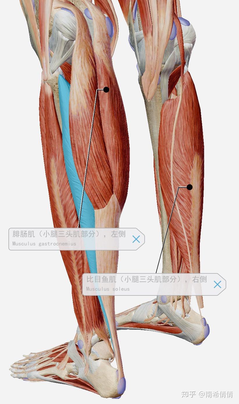 小腿肚上的肌肉,学名叫小腿三头肌,它是由腓肠肌和比目鱼肌组成的