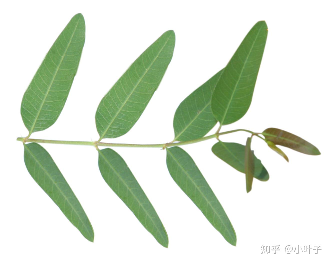 罗布麻红麻与白麻的形态区别 - 知乎