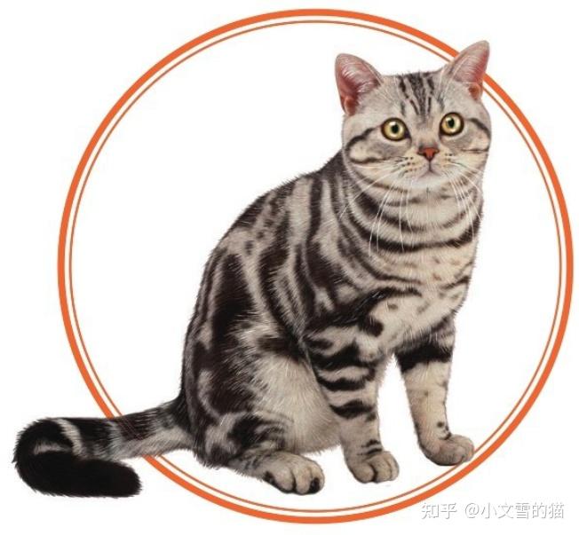 斑猫雅克简介图片