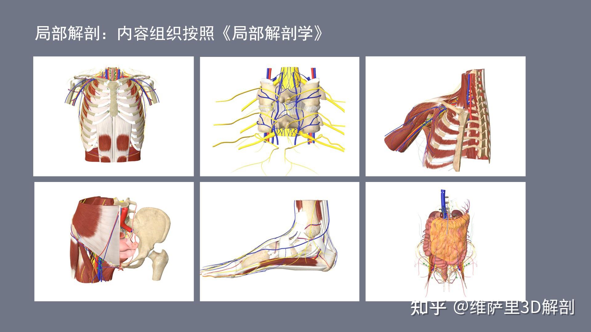 40张图查看解剖大师和维萨里3D解剖的区别！ - 知乎